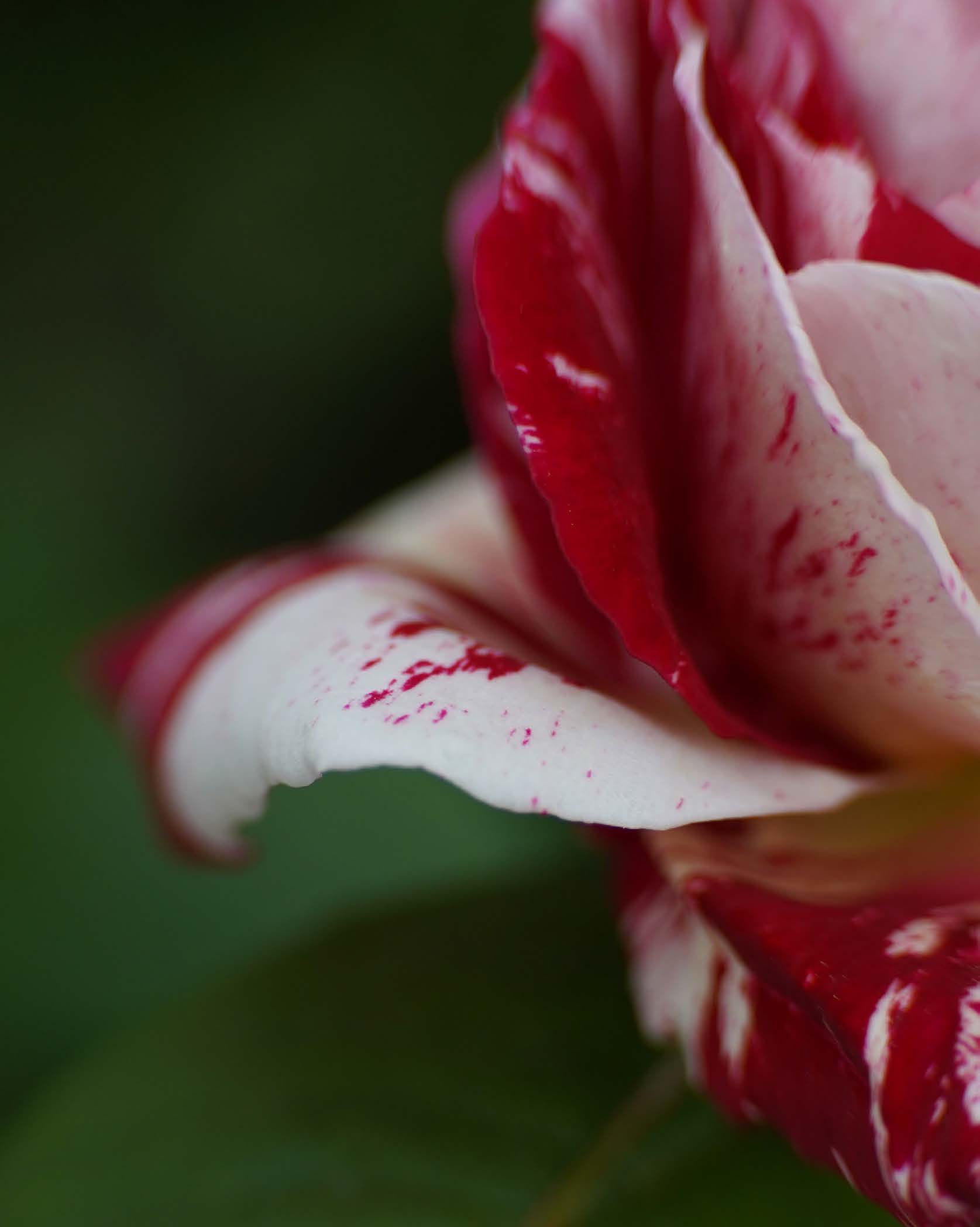 Pétale blanc veiné de rouge
