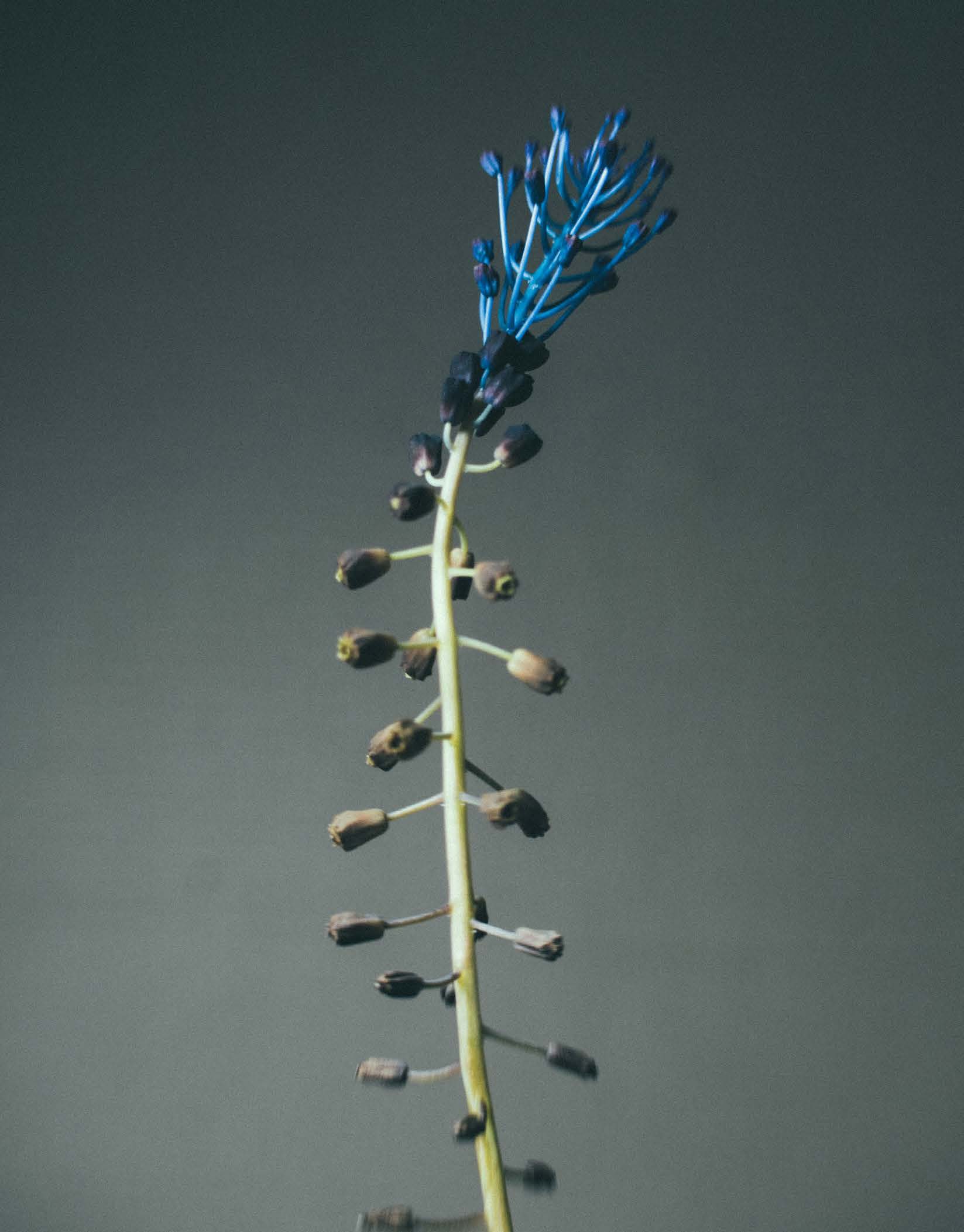 Tige végétale portant une floraison bleue